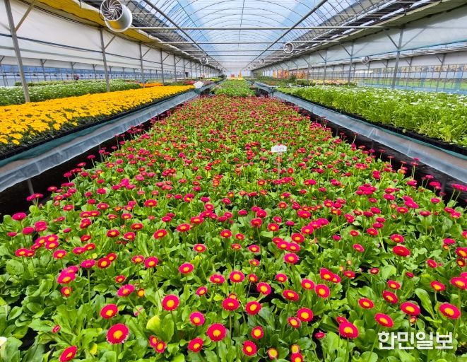 순천시, 도심 곳곳 봄꽃 물결