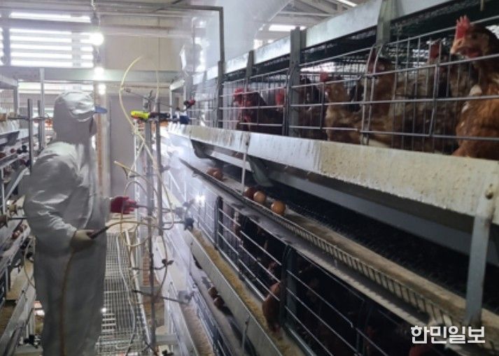 닭 진드기 방제