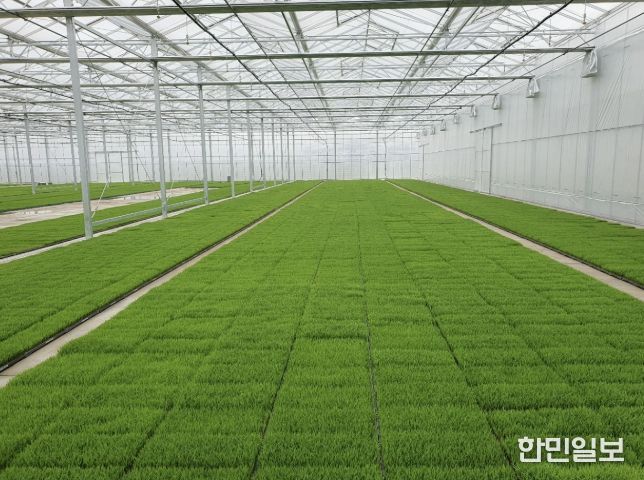 고품질 여주쌀 생산을 위한 볍씨소독 및 적기 못자리 설치