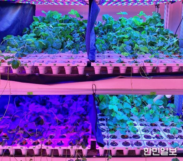 충북농기원, LED 다단재배 장치 특허 등록