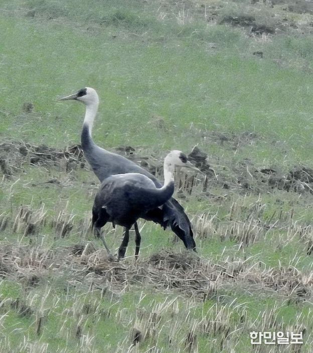 순천만에 남은 마지막 흑두루미 한 쌍