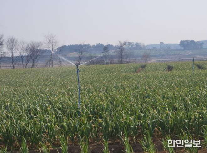 서산시, 마늘 생육기 물관리 및 병해충 방제 강조