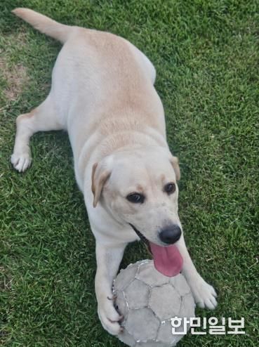 김해시, 유기동물 입양하면 ‘최대 15만원’ 지원 반려문화 확산 앞장