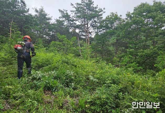 산림가치 증진 위한 어린나무가꾸기 사업’