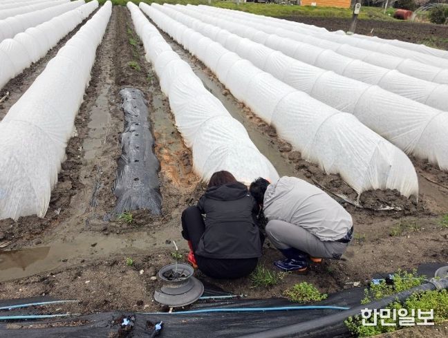 고추 조기 정식 농가에 저온 피해 예방 당부