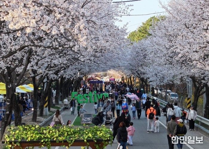 제10회 여주흥천남한강벚꽃축제 43만명 방문, 역대 최고 성과 달성