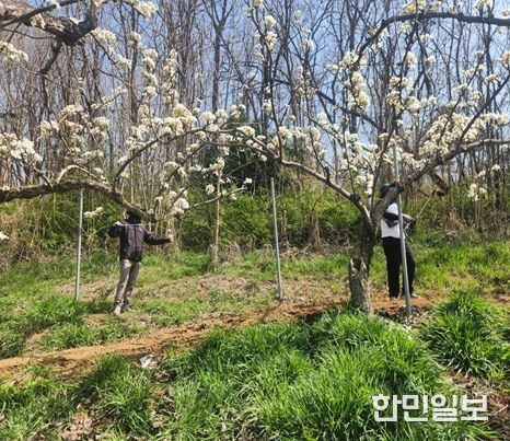 영농철 맞아‘배 인공수분’ 일손돕기