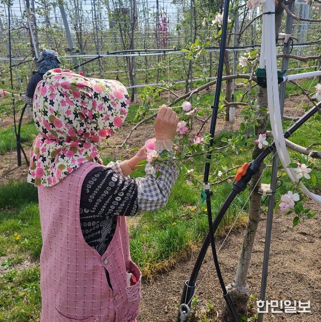 안동시, 사과 저온 피해 극복 위해 ‘인공수분’ 당부