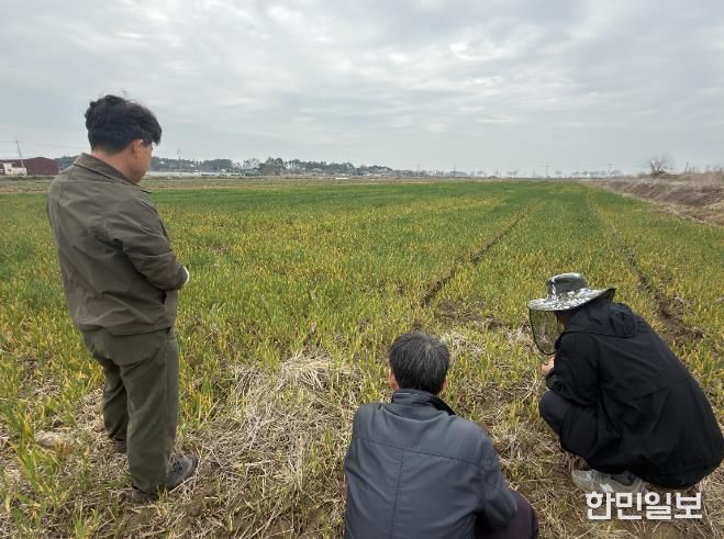 부안군, 보리 출수기 붉은곰팡이병 사전 예방 당부