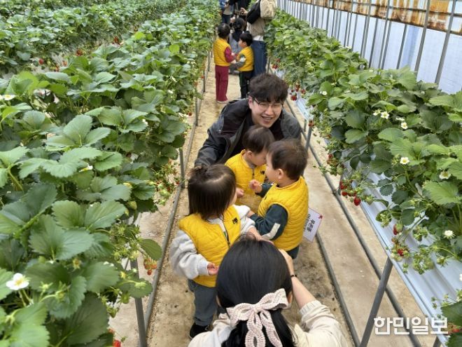 충주시 급식지원센터, 아빠와 함께하는 ‘딸기 따기’체험 성료