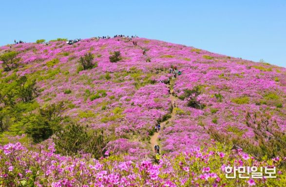 보성군, 5월 2일 ~ 4일 제22회 일림산 철쭉문화행사 개최_전국 최대 규모 철쭉 군락이 장관을 이룰 예정이다
