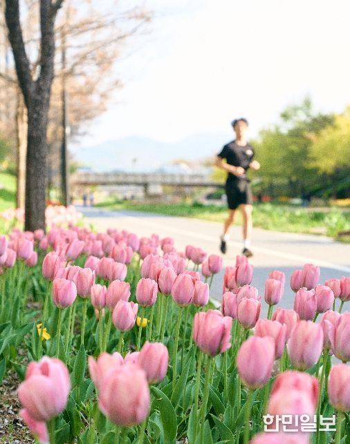 튤립 개화 모습